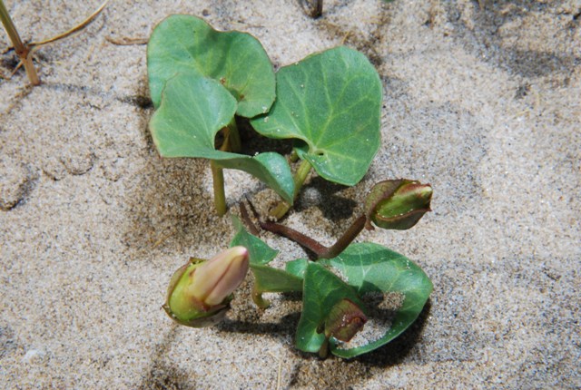 Convolvulus ? no, Calistegia soldanella